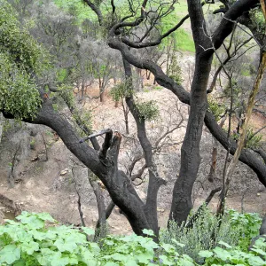 Las Canoas Creek after Eucalyptus removal
