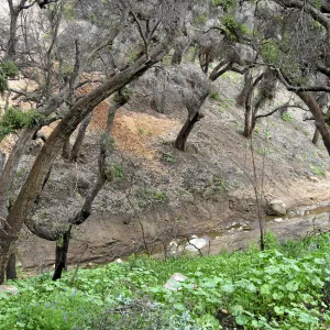 Las Canoas Creek after Eucalyptus removal