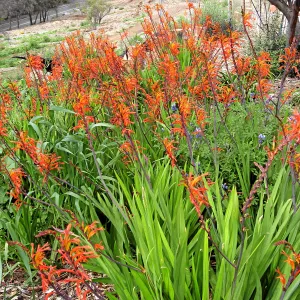 Weedy Chasmanthe at Gane house site post fire