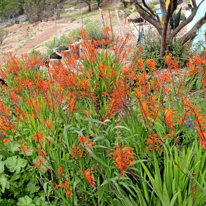Weedy Chasmanthe at Gane house site post fire