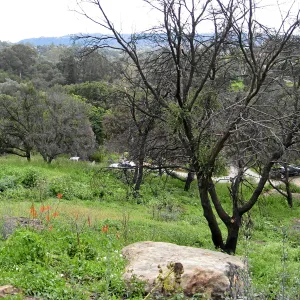 Looking south from Gane house site to staff residences