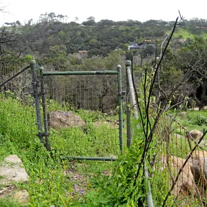 Looking south from Gane house site to staff residences