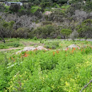 Looking west from Gane house site to site of burned directors house