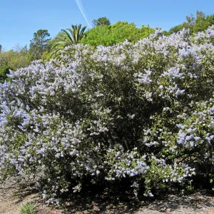 Ceanothus leucodermis hybrid 10-2 at Tunnel Triangle