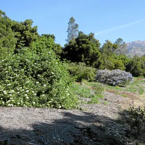 Sambucus mexicana at Tunnel Triangle