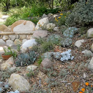 Beaver Bench below Dudleya Display
