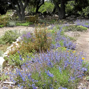 Penstemon heterophyllus at Meadow Terrace