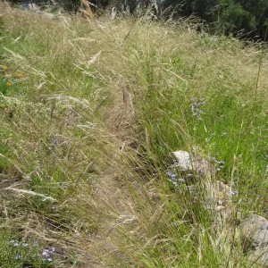 One year after Jesusita Fire - Cypress Section. Nassella lepida