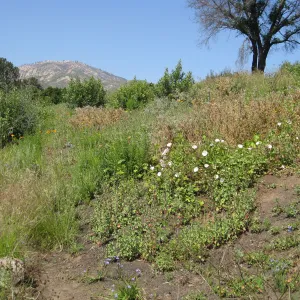 One year after Jesusita Fire - Cypress Section. Nassella lepida