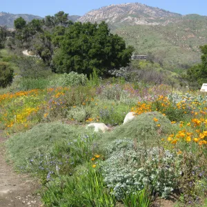 One year after Jesusita Fire. Top of Porter trail looking north