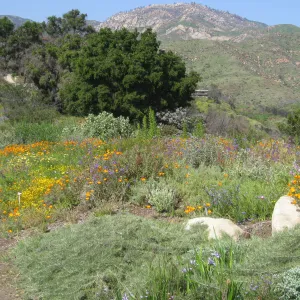 One year after Jesusita Fire. Top of Porter trail looking north