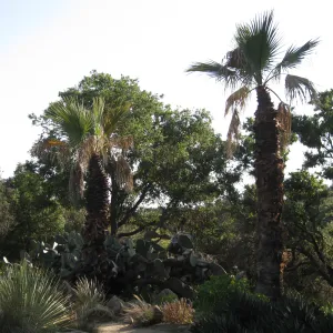 Desert Section one year after Jesusita Fire