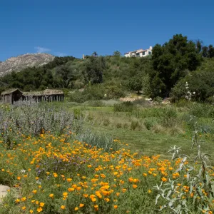 Herb Parker structure in the Meadow with wildflowers, SBBG 2 years after the Jesusita Fire