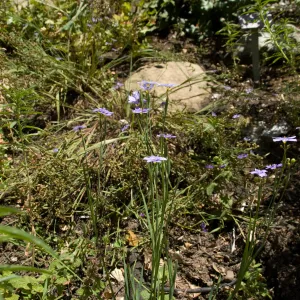 post fire vegetation, Woodland Trail slope above the Redwood Section, SBBG 2 years after the Jesusita Fire