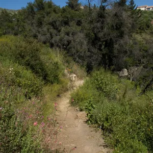 wildflowers on the Pritchett Trail, SBBG 2 years after the Jesusita Fire
