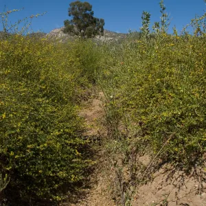 post fire vegetation, Pritchett Trail path to the Tunnel Road gate, SBBG 2 years after the Jesusita Fire