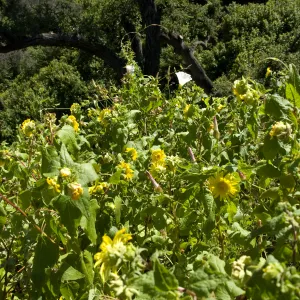 wildflowers on the Pritchett Trail, SBBG 2 years after the Jesusita Fire