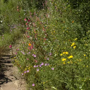 wildflowers on the Pritchett Trail, SBBG 2 years after the Jesusita Fire