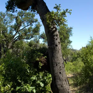 oak tree sprouting from burned trunk on the Pritchett Trail, SBBG 2 years after the Jesusita Fire