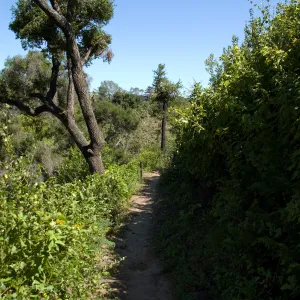 burned wood bench site with view into the Canyon from Pritchett Trail, SBBG 2 years after the Jesusita Fire