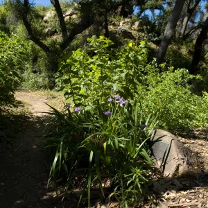 Iris and Canyon sunflower blooming in the canyon at the base of the lower Pritchett Trail entrance, SBBG 2 years after the Jesusita Fire