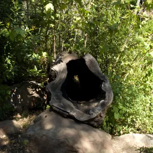 hollow Sycamore stump in the Canyon, SBBG 2 years after the Jesusita Fire