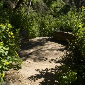 Canyon sunflower surrounds the spiral bench in the canyon, SBBG 2 years after the Jesusita Fire
