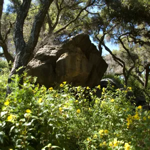 Canyon sunflower in the Canyon, SBBG 2 years after the Jesusita Fire