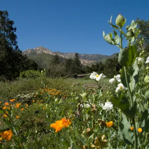 Meadow view with wildflowers, SBBG 2 years after the Jesusita Fire