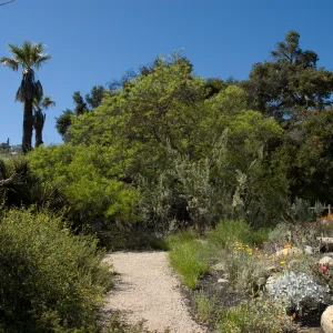 Desert Section and Blaksley Boulder, SBBG 2 years after the Jesusita Fire