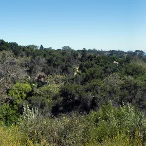 view down Mission Canyon from the top of the Pritchett Trail, SBBG 2 years after the Jesusita Fire