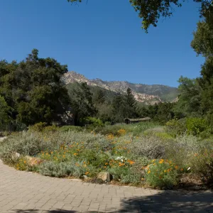 Meadow and mountain view from the Entrance oak, SBBG 2 years after the Jesusita Fire