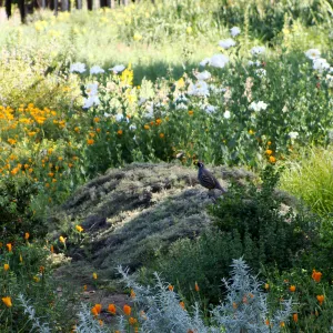 California quail perched on top of Artemisia Canyon Gray, Ground Cover Display garden in the lower Meadow, SBBG 2 years after the Jesusita Fire, Herb Parker exhibit