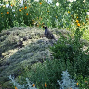 California quail perched on top of Artemisia Canyon Gray, Ground Cover Display garden in the lower Meadow, SBBG 2 years after the Jesusita Fire