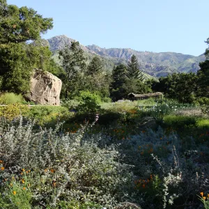 Meadow view from the ground cover display in the lower Meadow, Blaksley Boulder, wildflowers, SBBG 2 years after the Jesusita Fire, Herb Parker exhibit