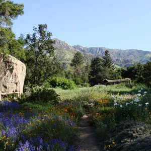 Meadow view from the ground cover display in the lower Meadow, Blaksley Boulder, wildflowers, SBBG 2 years after the Jesusita Fire