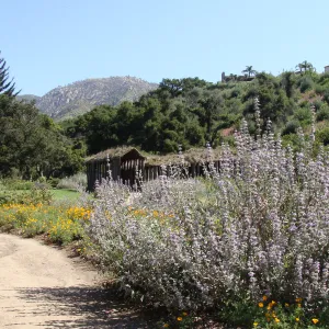 top western corner of the Meadow, Herb Parker exhibit, SBBG 2 years after the Jesusita Fire