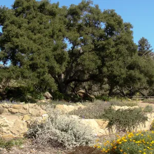 top western corner of the Meadow, Meadow Terrace, SBBG 2 years after the Jesusita Fire