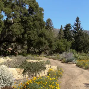 Meadow and Meadow Terrace panorama, SBBG 2 years after the Jesusita Fire, Herb Parker exhibit