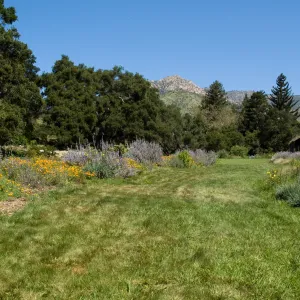the Meadow lawn, views of the Meadow Terrace, under the Meadow Oaks, SBBG 2 years after the Jesusita Fire, Herb Parker exhibit, view to La Cumbre Peak and Cathedral Peak