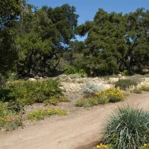 views of the Meadow Terrace, under the Meadow Oaks, SBBG 2 years after the Jesusita Fire