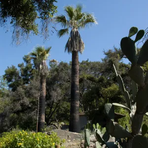 California fan palms in the Desert Section, with Information Kiosk behind, SBBG 2 years after the Jesusita Fire