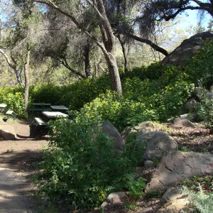 Canyon sunflower covers the slope above the Picnic Area, Campbell Trail, SBBG 2 years after the Jesusita Fire
