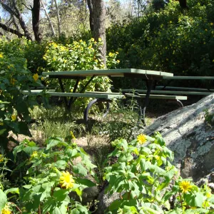 Canyon sunflower in the Picnic Area, Campbell Trail, SBBG 2 years after the Jesusita Fire