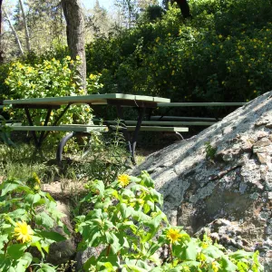 Canyon sunflower in the Picnic Area, Campbell Trail, SBBG 2 years after the Jesusita Fire
