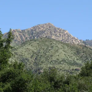 lush green chaparral growth on Cathedral Peak, La Cumbre Peak view from SBBG 2 years after the Jesusita Fire