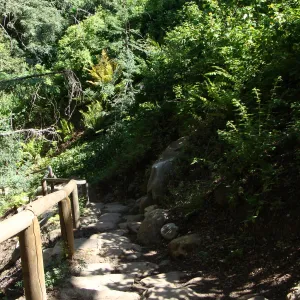 Indian Steps, Redwood Section, SBBG 2 years after the Jesusita Fire