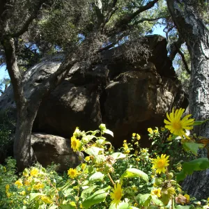 Canyon sunflower (Venegasia carpesioides) along the Canyon Trail, SBBG 2 years after the Jesusita Fire