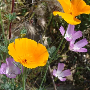 wildflowers on the Pritchett Trail, SBBG 2 years after the Jesusita Fire