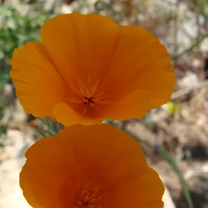 wildflowers on the Pritchett Trail, SBBG 2 years after the Jesusita Fire